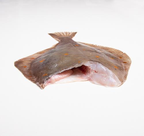 Gładzica bałtycka bez głowy - tusza (200 g+)