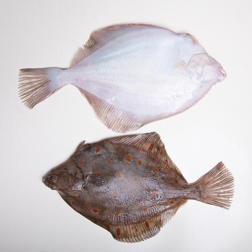 Gładzica cała - 1kg