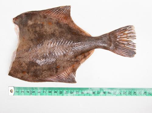 Flądra bałtycka bez głowy - tusza (220 g+)