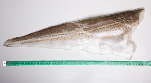 Dorsz atlantycki- Filet ze skórą (200 - 400 g, 400-800g)