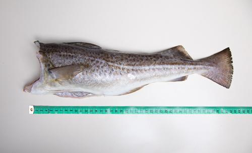 Dorsz bałtycki bez głowy- tusza (400 - 700g)