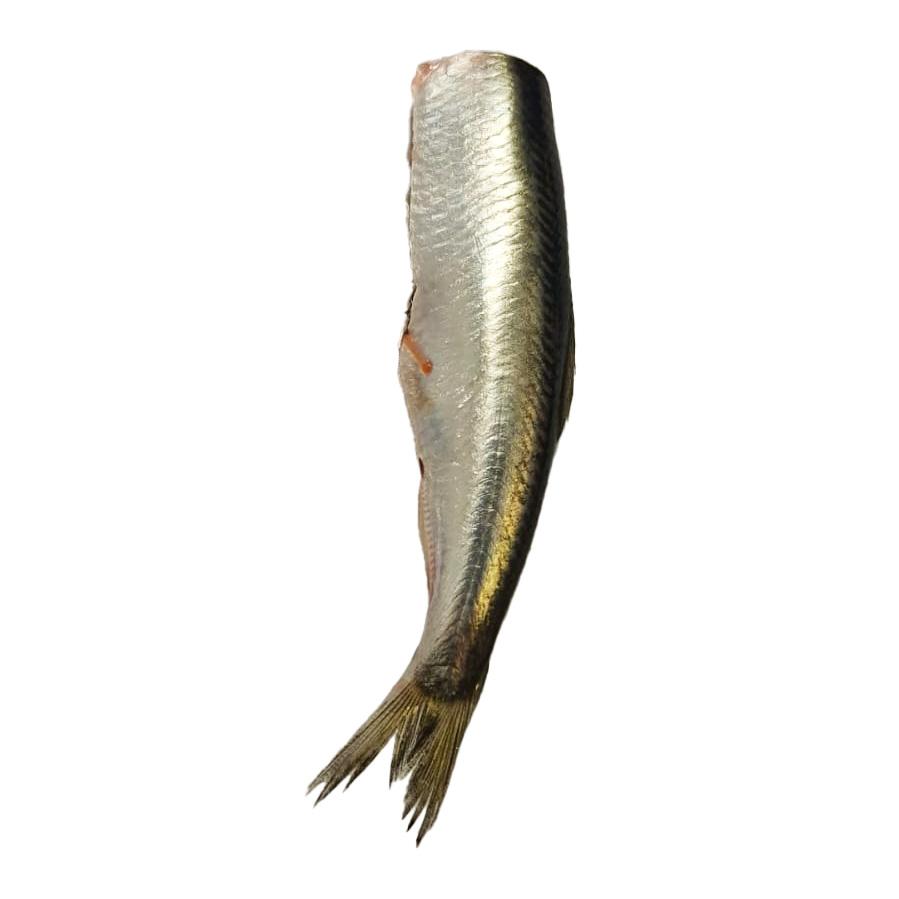 Szprot – tusza bez głowy – 1 kg
