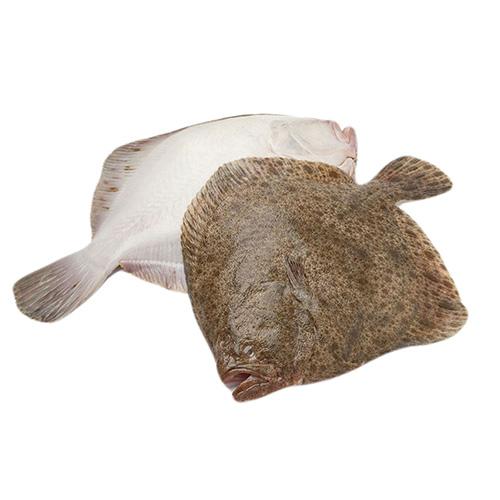 Turbot bałtycki (500 g - 1 kg, 1 kg+)