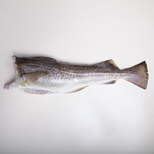 Dorsz bałtycki bez głowy- tusza (400 - 700g)